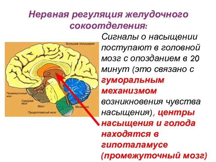 Сигналы о насыщении поступают в головной мозг с опозданием в 20 минут