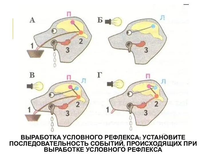 ВЫРАБОТКА УСЛОВНОГО РЕФЛЕКСА: УСТАНОВИТЕ ПОСЛЕДОВАТЕЛЬНОСТЬ СОБЫТИЙ, ПРОИСХОДЯЩИХ ПРИ ВЫРАБОТКЕ УСЛОВНОГО РЕФЛЕКСА