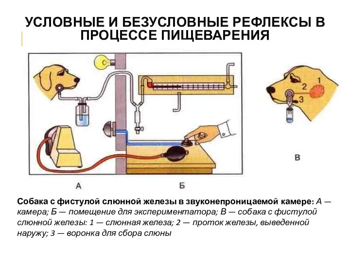 Собака с фистулой слюнной железы в звуконепроницаемой камере: А — камера; Б