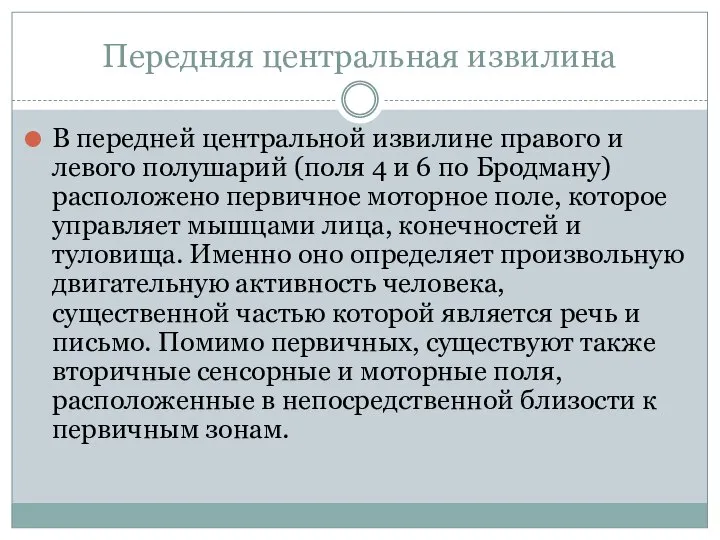 Передняя центральная извилина В передней центральной извилине правого и левого полушарий (поля