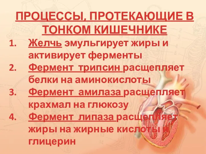 ПРОЦЕССЫ, ПРОТЕКАЮЩИЕ В ТОНКОМ КИШЕЧНИКЕ Желчь эмульгирует жиры и активирует ферменты Фермент