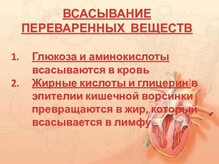 ВСАСЫВАНИЕ ПЕРЕВАРЕННЫХ ВЕЩЕСТВ Глюкоза и аминокислоты всасываются в кровь Жирные кислоты и