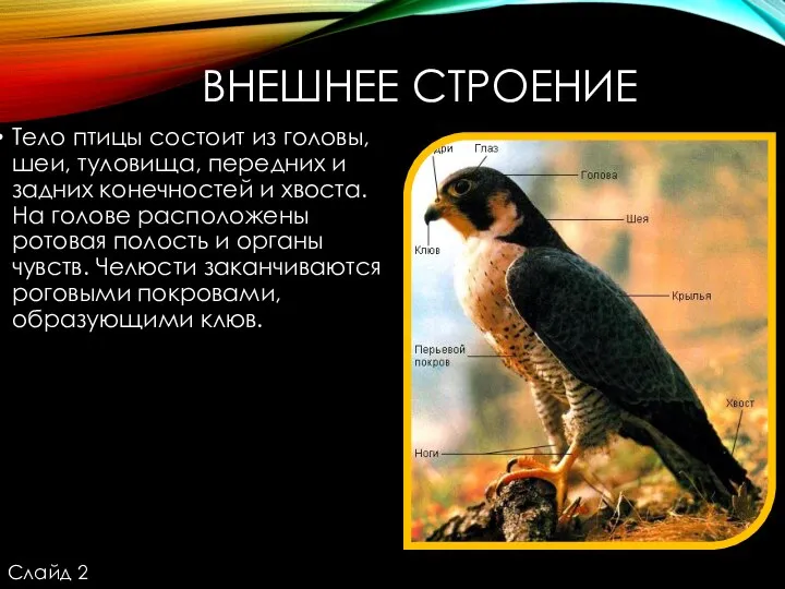 ВНЕШНЕЕ СТРОЕНИЕ Тело птицы состоит из головы, шеи, туловища, передних и задних