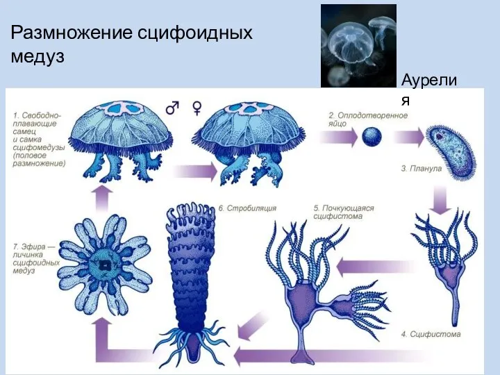 Размножение сцифоидных медуз