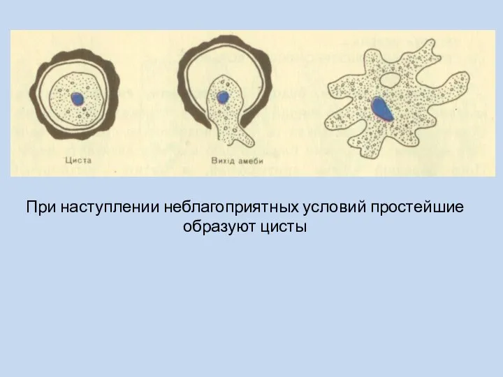 При наступлении неблагоприятных условий простейшие образуют цисты