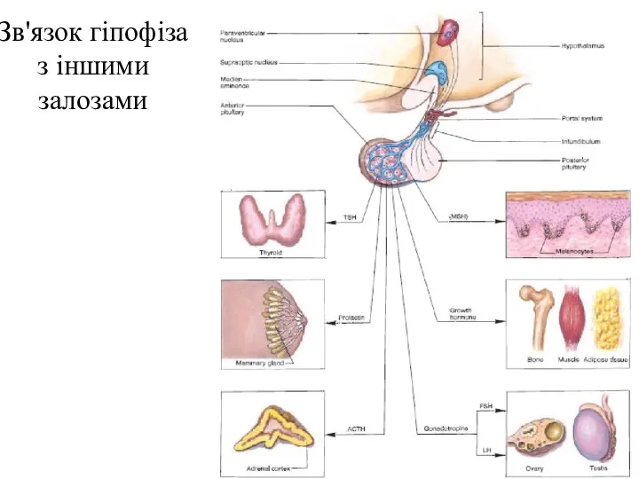 Зв'язок гіпофіза з іншими залозами