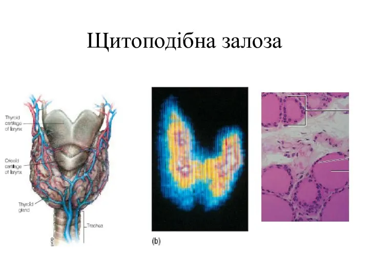 Щитоподібна залоза