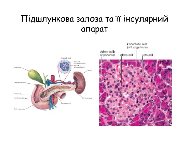 Підшлункова залоза та її інсулярний апарат