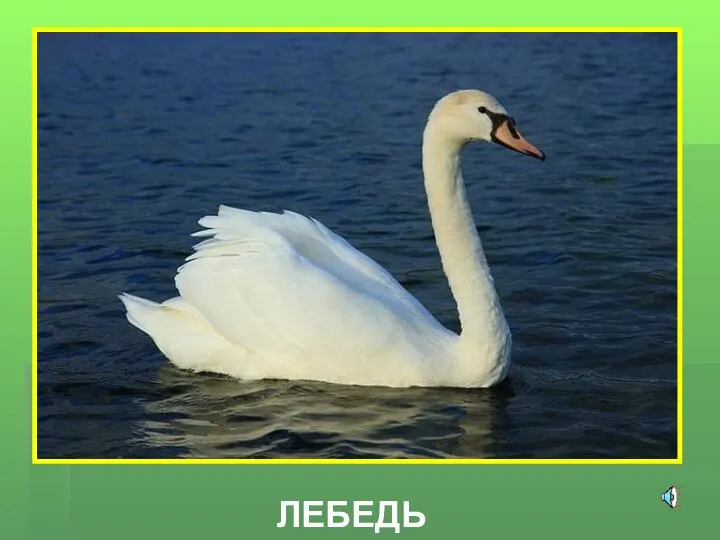 ЛЕБЕДЬ