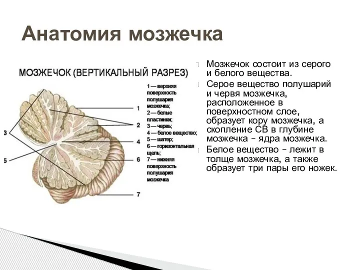 Мозжечок состоит из серого и белого вещества. Серое вещество полушарий и червя