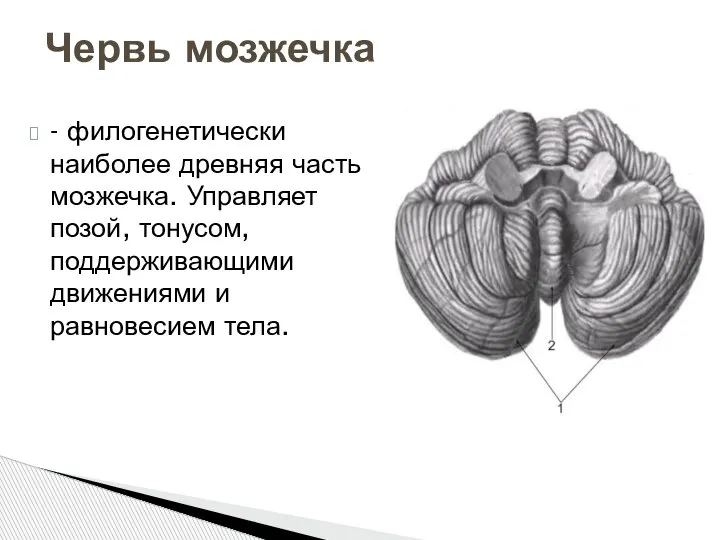 - филогенетически наиболее древняя часть мозжечка. Управляет позой, тонусом, поддерживающими движениями и равновесием тела. Червь мозжечка