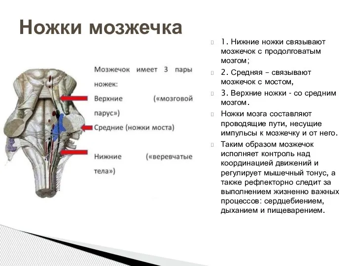 1. Нижние ножки связывают мозжечок с продолговатым мозгом; 2. Средняя – связывают