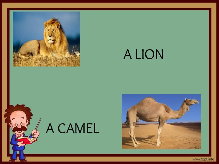 A LION A CAMEL