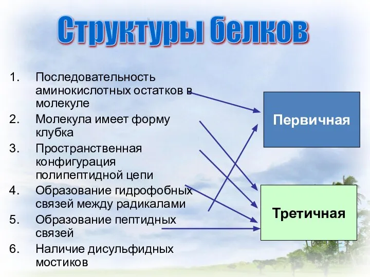 Последовательность аминокислотных остатков в молекуле Молекула имеет форму клубка Пространственная конфигурация полипептидной