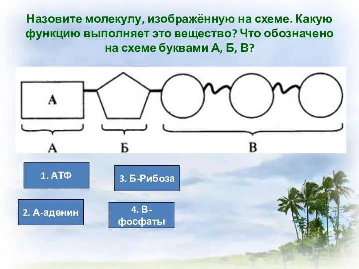 Назовите молекулу, изображённую на схеме. Какую функцию выполняет это вещество? Что обозначено