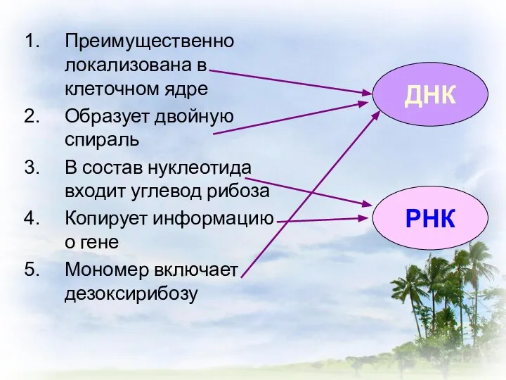 Преимущественно локализована в клеточном ядре Образует двойную спираль В состав нуклеотида входит