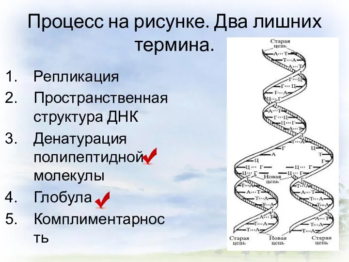 Процесс на рисунке. Два лишних термина. Репликация Пространственная структура ДНК Денатурация полипептидной молекулы Глобула Комплиментарность