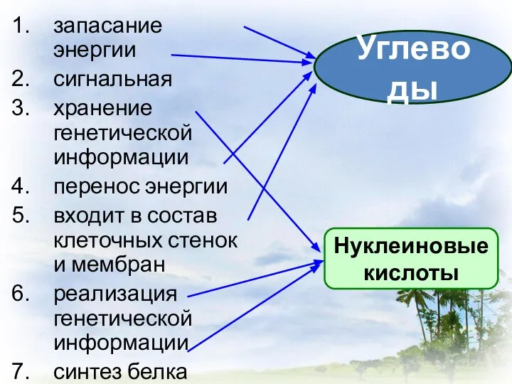 запасание энергии сигнальная хранение генетической информации перенос энергии входит в состав клеточных