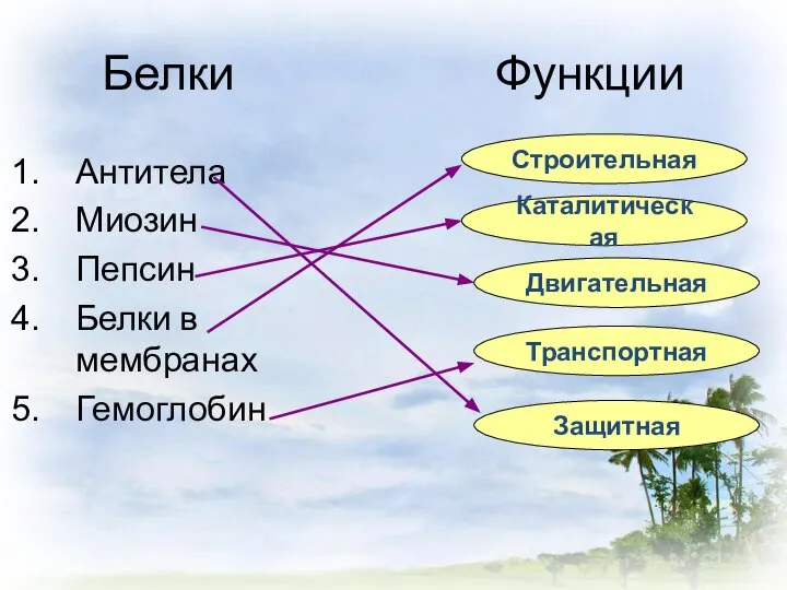 Белки Функции Антитела Миозин Пепсин Белки в мембранах Гемоглобин Строительная Каталитическая Двигательная Транспортная Защитная