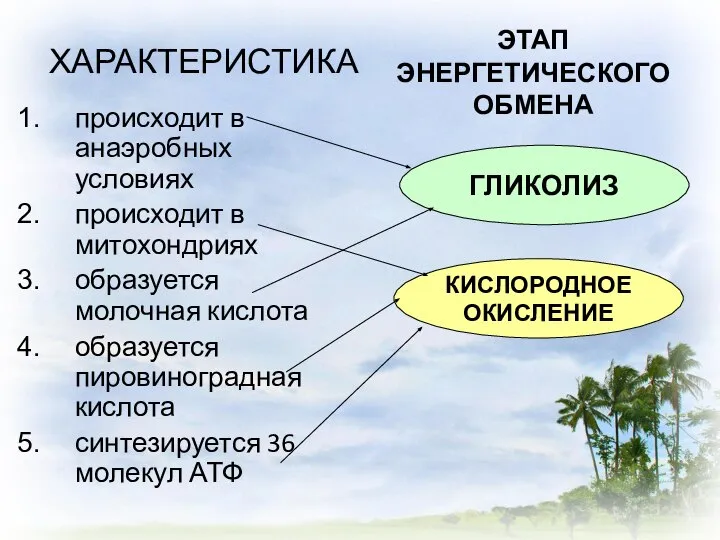 ХАРАКТЕРИСТИКА происходит в анаэробных условиях происходит в митохондриях образуется молочная кислота образуется