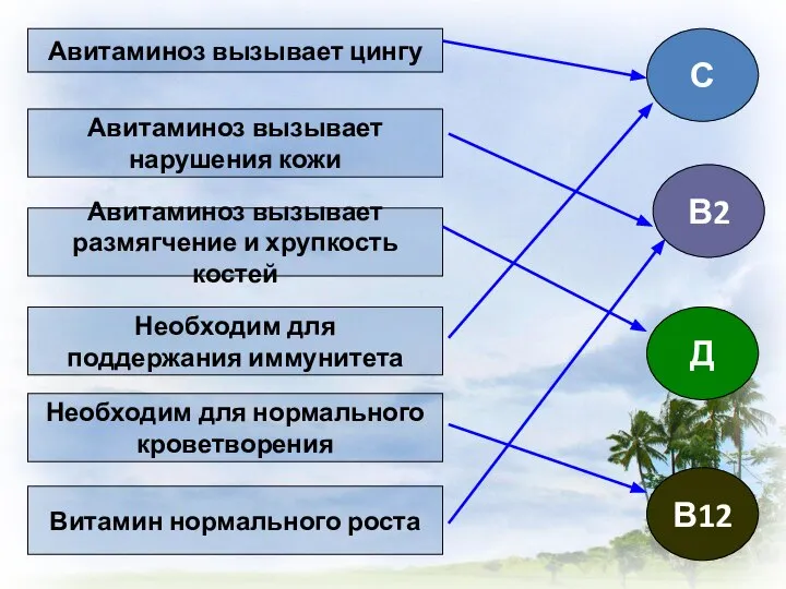 Авитаминоз вызывает цингу С Авитаминоз вызывает размягчение и хрупкость костей Авитаминоз вызывает