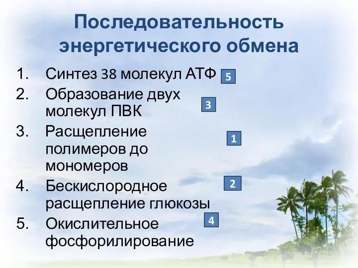 Последовательность энергетического обмена Синтез 38 молекул АТФ Образование двух молекул ПВК Расщепление