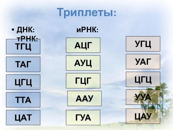 Триплеты: ДНК: иРНК: тРНК: ТГЦ ТАГ ЦГЦ ТТА ЦАТ АЦГ АУЦ ГЦГ