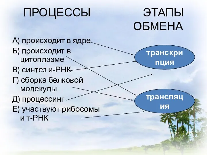 ПРОЦЕССЫ ЭТАПЫ ОБМЕНА А) происходит в ядре Б) происходит в цитоплазме В)