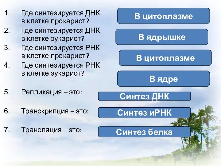 Где синтезируется ДНК в клетке прокариот? Где синтезируется ДНК в клетке эукариот?