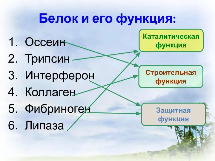 Белок и его функция: Оссеин Трипсин Интерферон Коллаген Фибриноген Липаза Каталитическая функция Строительная функция Защитная функция