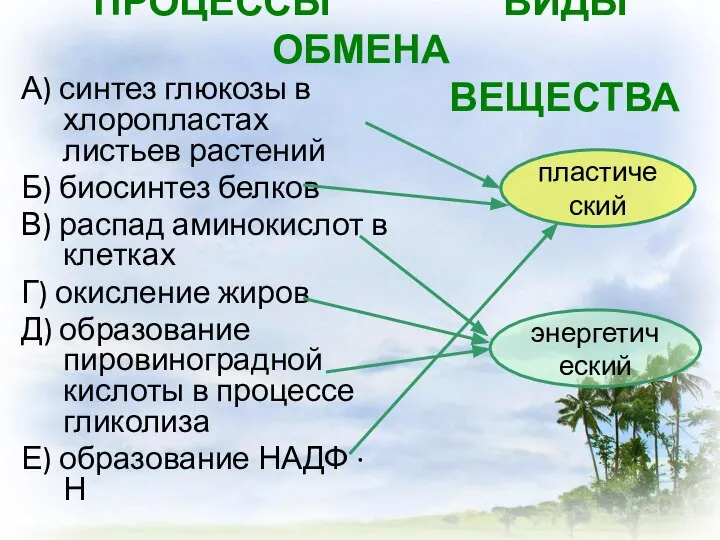 ПРОЦЕССЫ ВИДЫ ОБМЕНА ВЕЩЕСТВА А) синтез глюкозы в хлоропластах листьев растений Б)