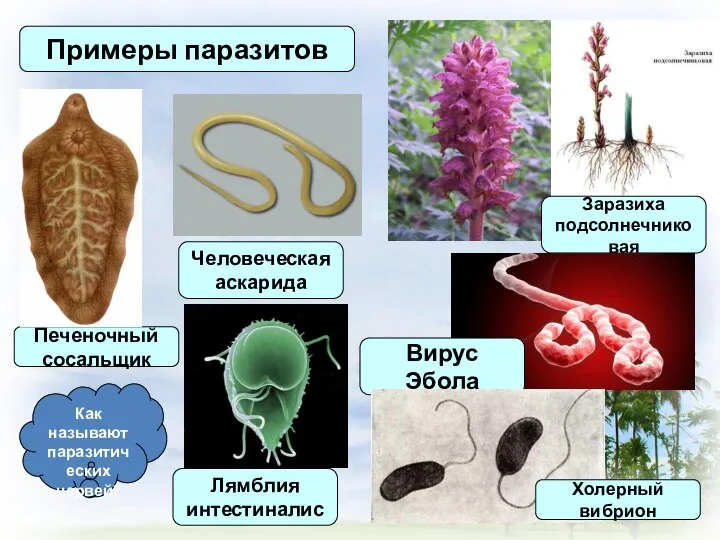 Примеры паразитов Печеночный сосальщик Человеческая аскарида Лямблия интестиналис Заразиха подсолнечниковая Вирус Эбола