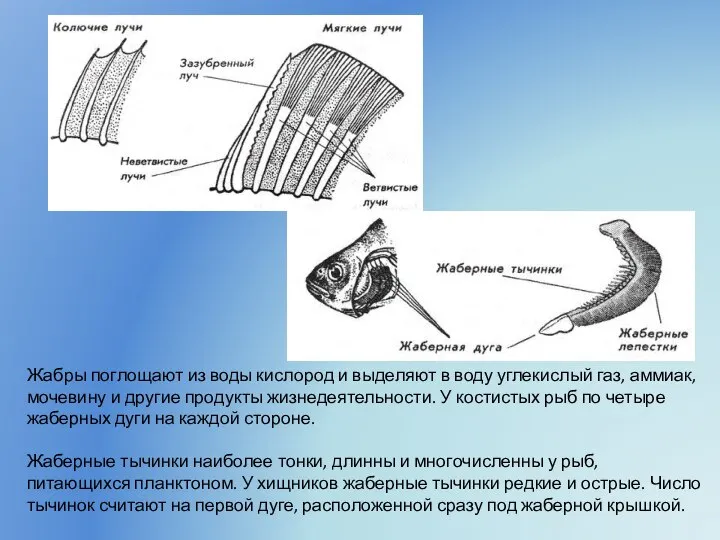 Жабры поглощают из воды кислород и выделяют в воду углекислый газ, аммиак,