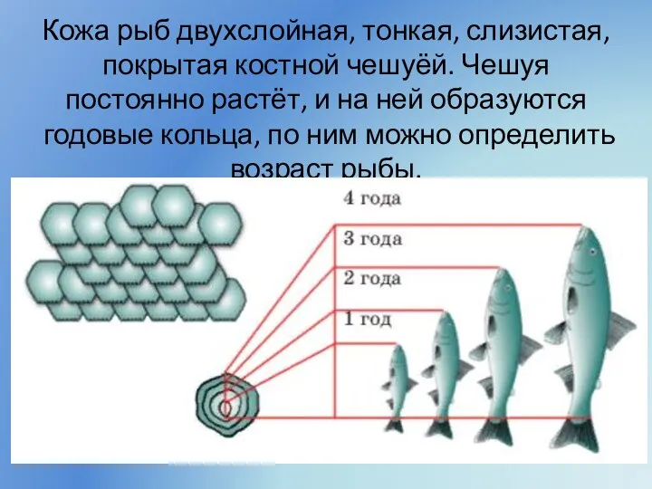 Кожа рыб двухслойная, тонкая, слизистая, покрытая костной чешуёй. Чешуя постоянно растёт, и