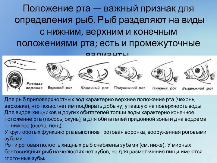 Положение рта — важный признак для определения рыб. Рыб разделяют на виды