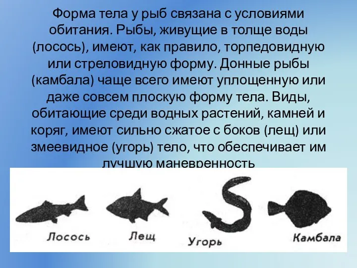 Форма тела у рыб связана с условиями обитания. Рыбы, живущие в толще