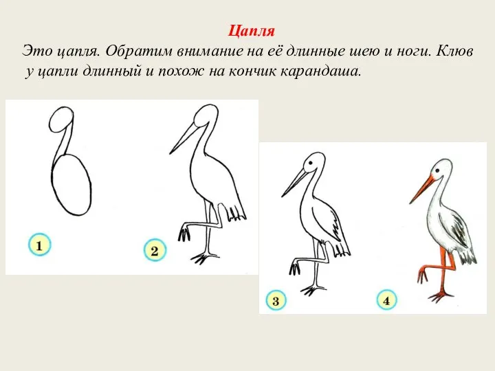 Цапля Это цапля. Обратим внимание на её длинные шею и ноги. Клюв