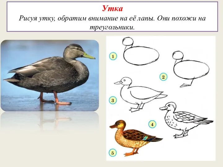 Утка Рисуя утку, обратим внимание на её лапы. Они похожи на треугольники.