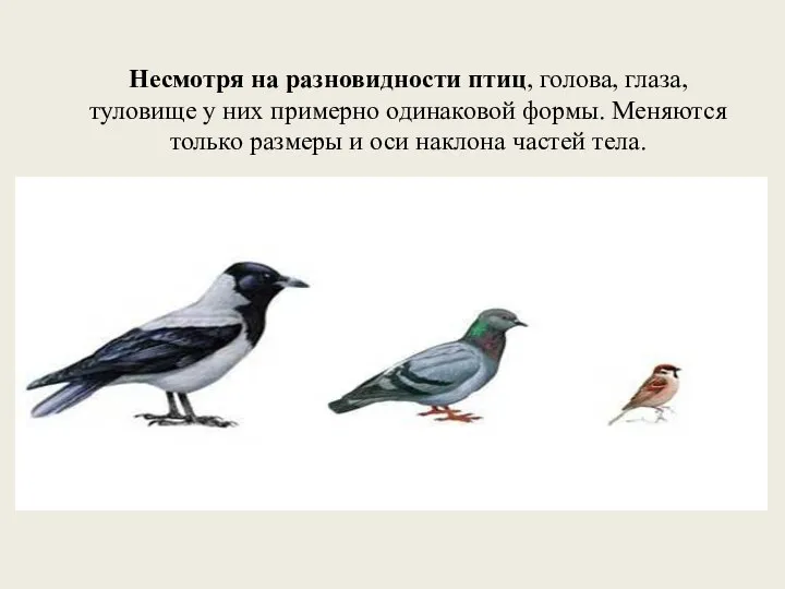 Несмотря на разновидности птиц, голова, глаза, туловище у них примерно одинаковой формы.