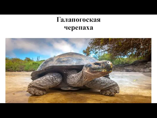 Галапогоская черепаха