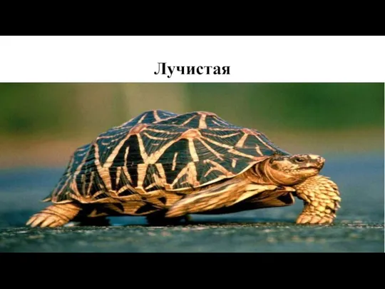 Лучистая