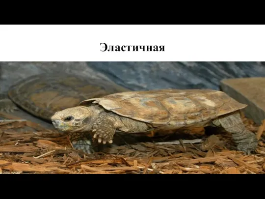 Эластичная