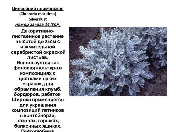 Цинерария приморская (Cineraria maritima) Silverdust номер заказа 14 (30Р) Декоративно-лиственное растение высотой