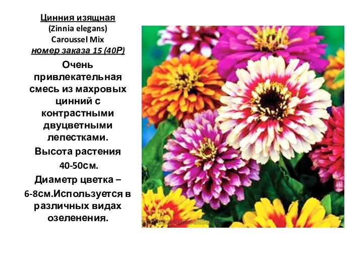 Цинния изящная (Zinnia elegans) Caroussel Mix номер заказа 15 (40Р) Очень привлекательная