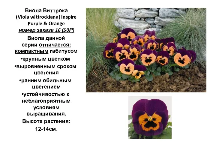 Виола Виттрока (Viola wittrockiana) Inspire Purple & Orange номер заказа 16 (50Р)