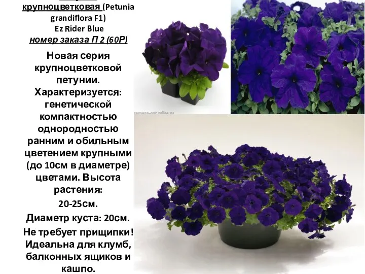 Петуния крупноцветковая (Petunia grandiflora F1) Ez Rider Blue номер заказа П 2