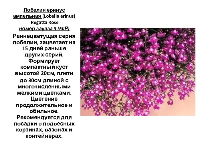 Лобелия еринус ампельная (Lobelia erinus) Regatta Rose номер заказа 3 (60Р) Раннецветущая