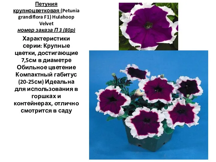 Петуния крупноцветковая (Petunia grandiflora F1) Hulahoop Velvet номер заказа П 3 (80р)