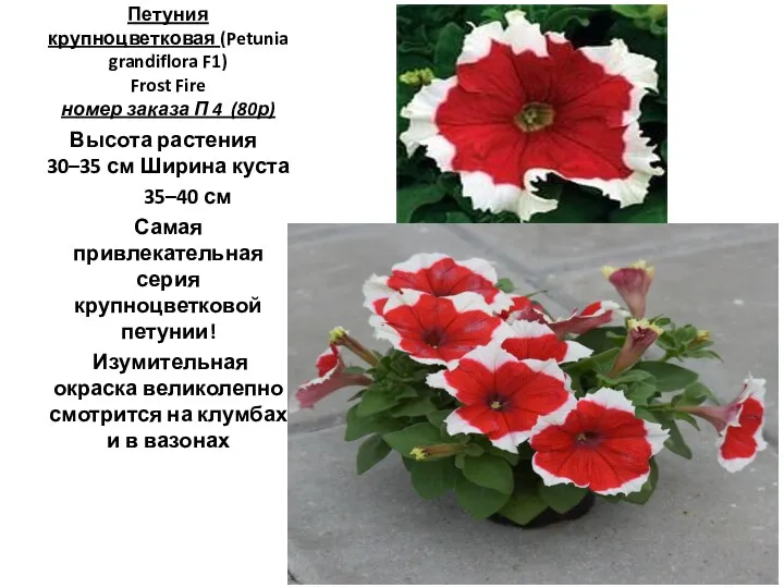 Петуния крупноцветковая (Petunia grandiflora F1) Frost Fire номер заказа П 4 (80р)
