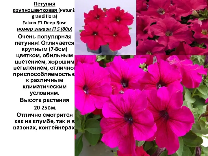 Петуния крупноцветковая (Petunia grandiflora) Falcon F1 Deep Rose номер заказа П 5